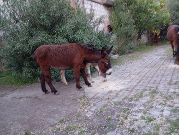 Asina incrocio Martina franca per amiatino