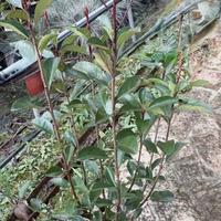 Piante di PHOTINIA RED ROBIN V.18