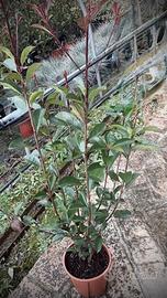 Piante di PHOTINIA RED ROBIN V.18