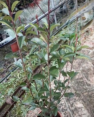 Piante di PHOTINIA RED ROBIN V.18