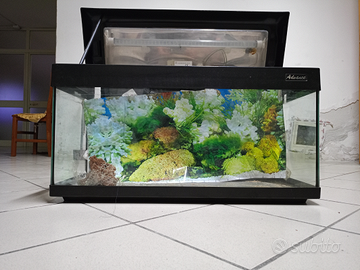 Acquario in vendita a Napoli, Facebook Marketplace