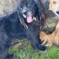 Cane in adozione