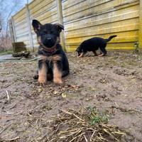 Cuccioli pastore tedesco