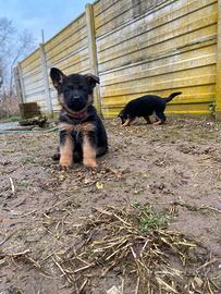 Cuccioli pastore tedesco