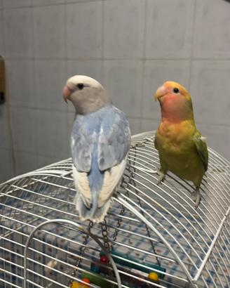 Inseparabili allevati a mano