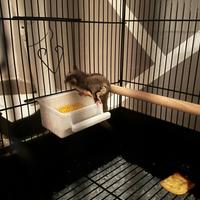 Petauro dello zucchero