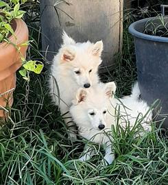 Cuccioli di Volpino