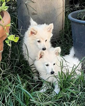 Cuccioli di Volpino