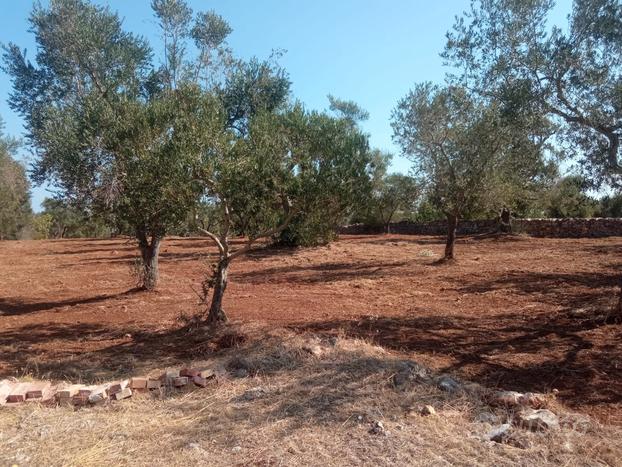 Terreno con uliveto secolare di un ettaro