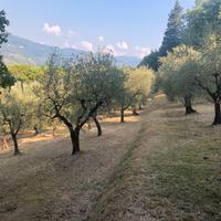 Uliveta in gestione gratuita