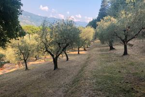 Uliveta in gestione gratuita