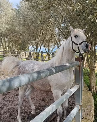 Puledra PSA