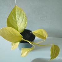 Pothos Golden e Neon