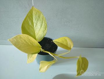Pothos Golden e Neon