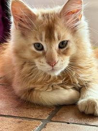 MAINE COON XL maschio pedigree 3 rate