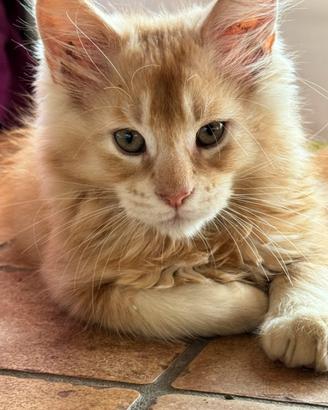 MAINE COON XL maschio pedigree 3 rate