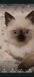 Cuccioli di siamesi maschi