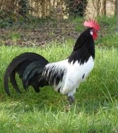 Gallo gallina