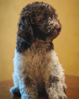 Lagotto romagnolo