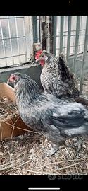Gallina Araucana