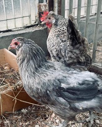 Gallina Araucana