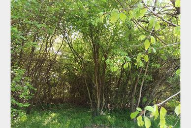 Vicoforte (CN), terreno edificabile