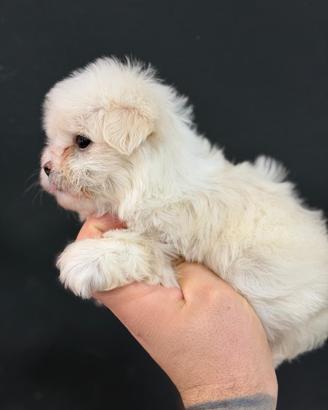 Maltese mini toy