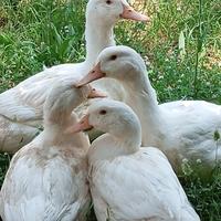 Vendita promozionale di oche, anatre e galline - e