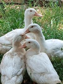 Vendita promozionale di oche, anatre e galline - e