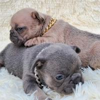 Maschio e femmina bulldog esotici