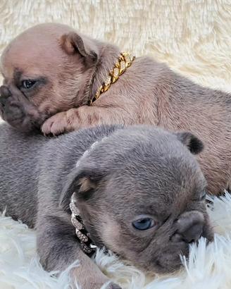 Maschio e femmina bulldog esotici