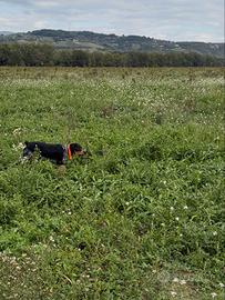 Breton maschio per monta