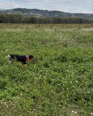Breton maschio per monta