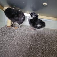 Pulcini di gallina breda