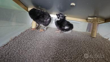 Pulcini di gallina breda