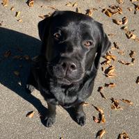 Labrador retriever per monta