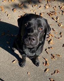 Labrador retriever per monta
