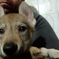 Cane lupo cecoslovacco