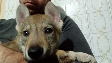 Cane lupo cecoslovacco
