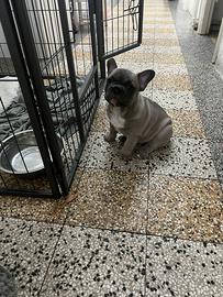 Bulldog francese cuccioli