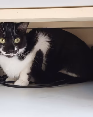 Regalasi gatti urgentemente