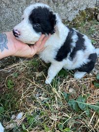 Border collie