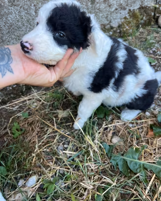 Border collie