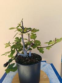 Pre bonsai ficus carica