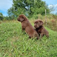 Cuccioli Labrador cioccolato