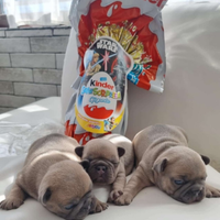 Cuccioli bulldog francese