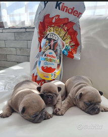 Cuccioli bulldog francese