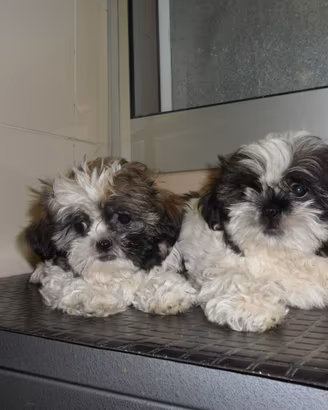 Shih-tzu