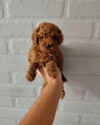 Cuccioli Barboncino toy