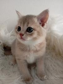 Scottish golden lilac